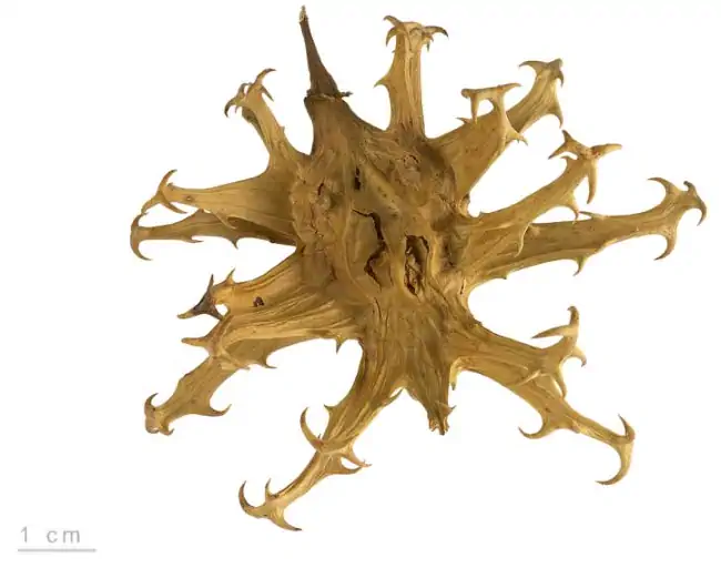 Frutto con uncini di artiglio del diavolo