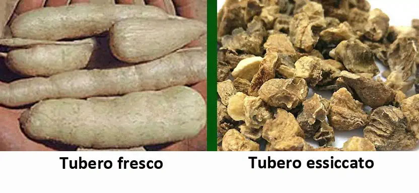 Artiglio del diavolo:  le sue proprietà, l'uso e le controindicazioni<