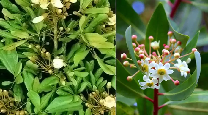 Erythroxylum catuaba Erythroxylum catuaba