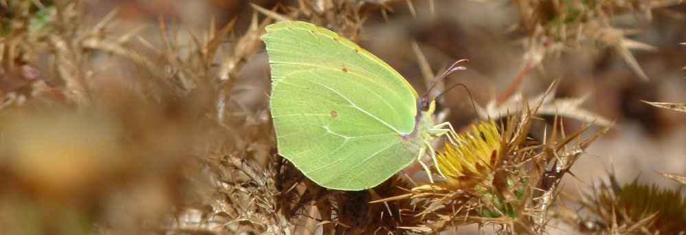 Biodiversità: directory