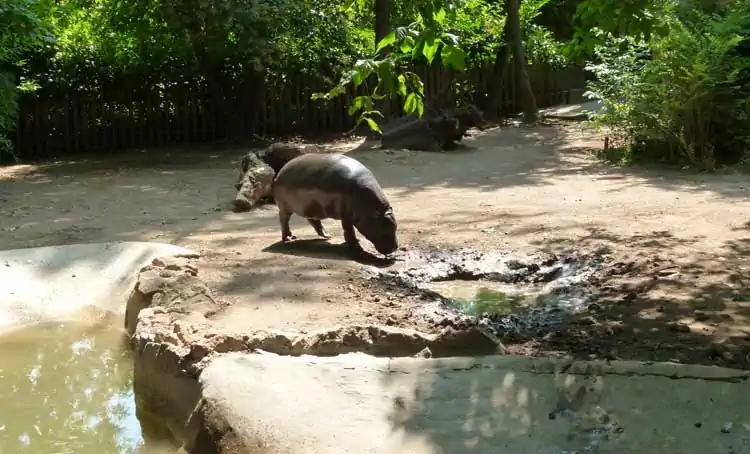 Difesa degli animali e loro diritti: directory