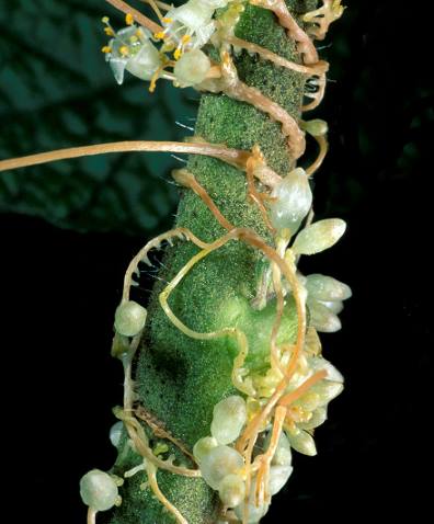 Definizione e significato di austorio