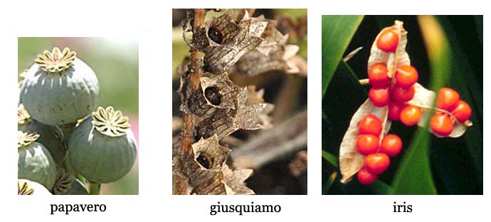 Definizione e significato di capsula