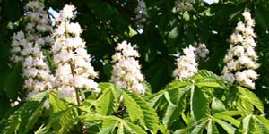 White  chestnut, Fiore di Bach
