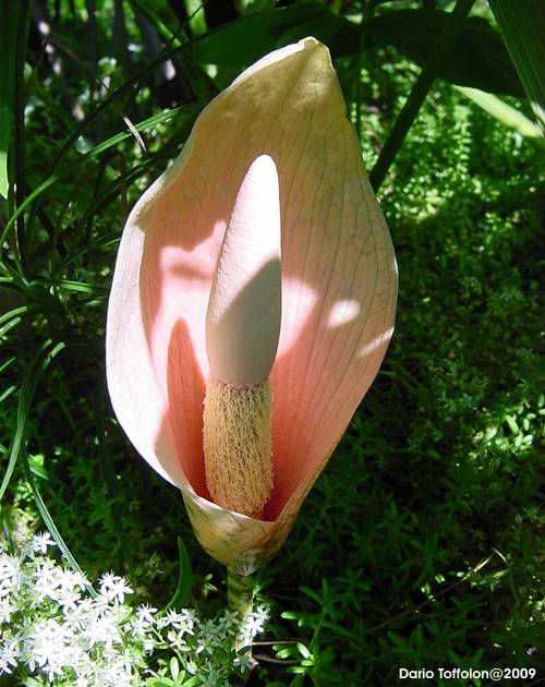 Amorphophallus bulbifer, piante