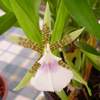 Aspasia lunata, orchidea