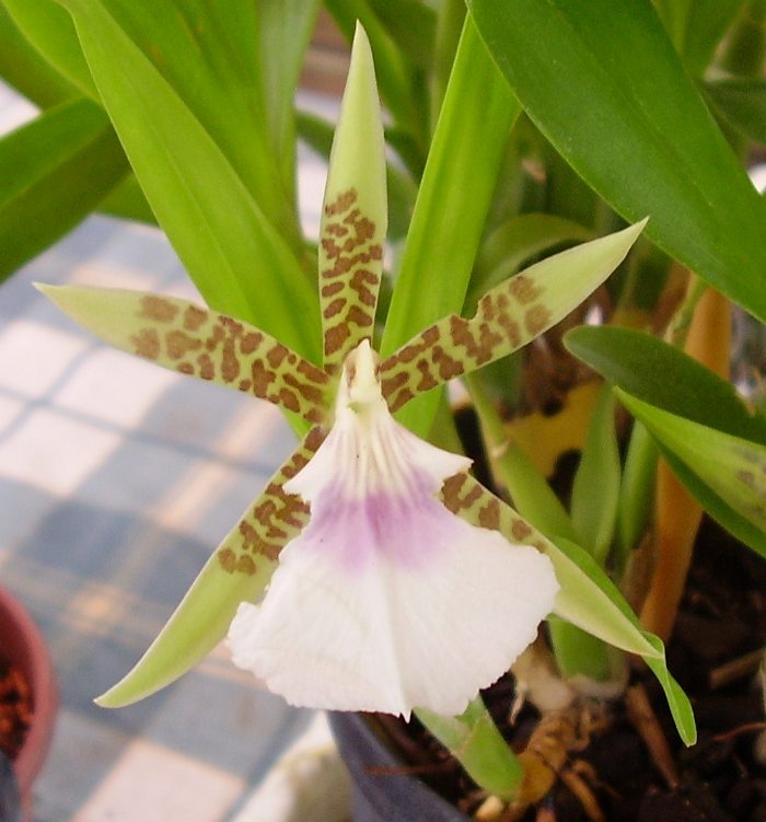 Aspasia magdalenae, orchidea