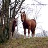 Cavalli del Bisbino, razza Aveglinese o Haflinger