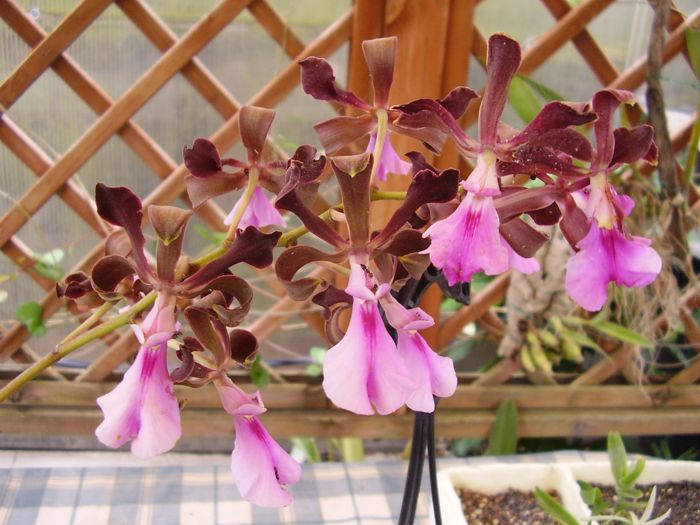 Encyclia cordigera,  piante,orchidee