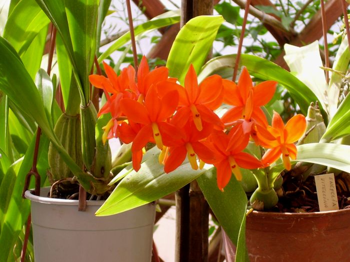 Encyclia vitellina,  piante,orchidee