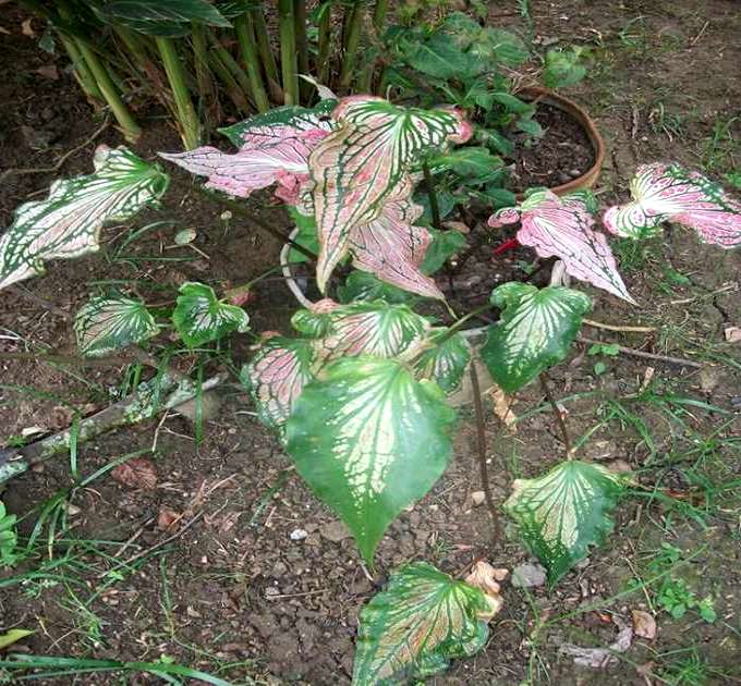 Fotografia del giardino di Magdalena Céspedes a Cuba