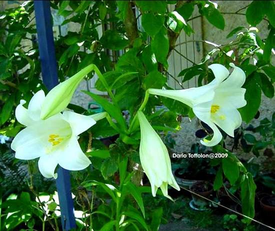 Lilium, famiglia Liliaceae