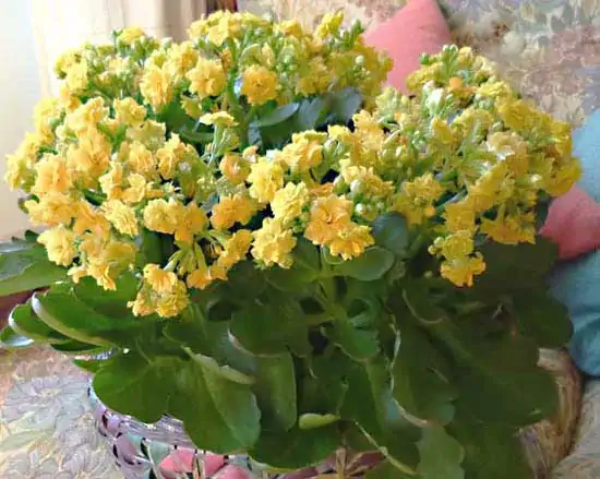kalanchoe