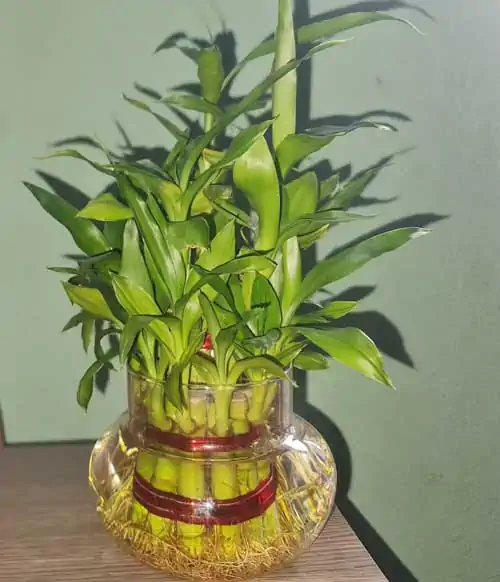 Lucky bamboo