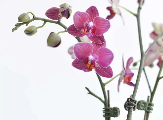 Phalaenopsis