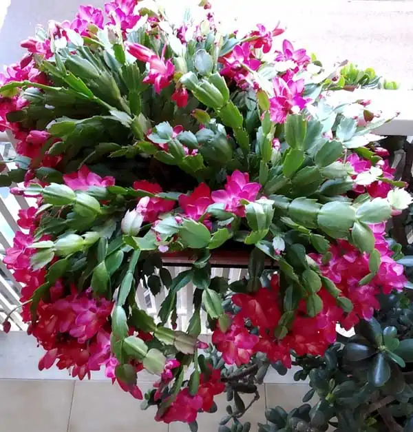 Cactus di natale schlumbergera