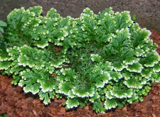 Selaginella