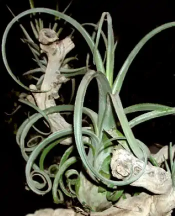 tillandsia