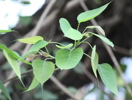 Pianta di Ficus religiosa Pianta di Ficus religiosa