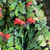 Aeschynanthus, coltivazione