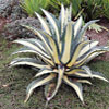 Agave  pianta da esterno da fiore