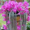 Aporocactus, coltivazione