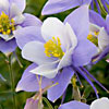 Aquilegia  pianta da esterno da fiore