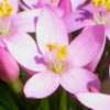 Rimedi naturali a base dei fiori di bach - Centaury