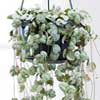 Ceropegia, coltivazione