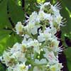 Rimedi naturali a base dei fiori di bach - Chestnut bud (Ippocastano)