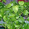 Pothos, coltivazione
