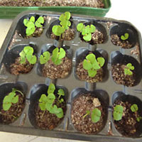 La riproduzione delle piante per seme