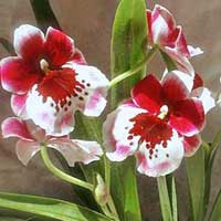 Le nostre orchidee