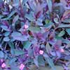 Tradescantia, coltivazione