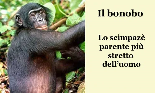 Il bonobo
