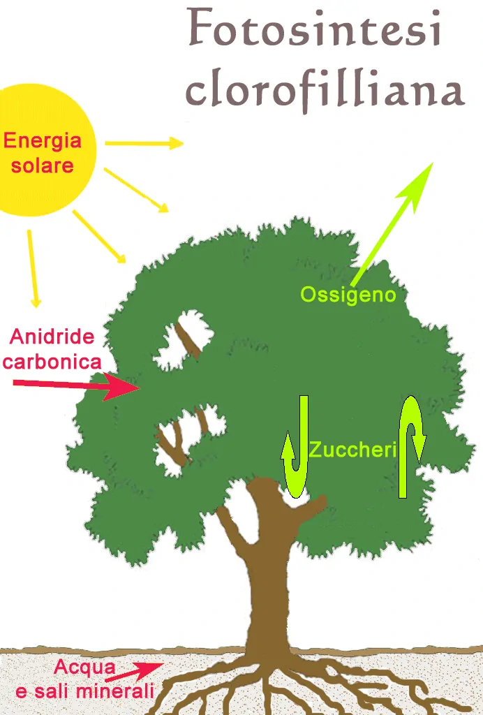 Schema su come avviene la fotosintesi clorofilliana nelle piante