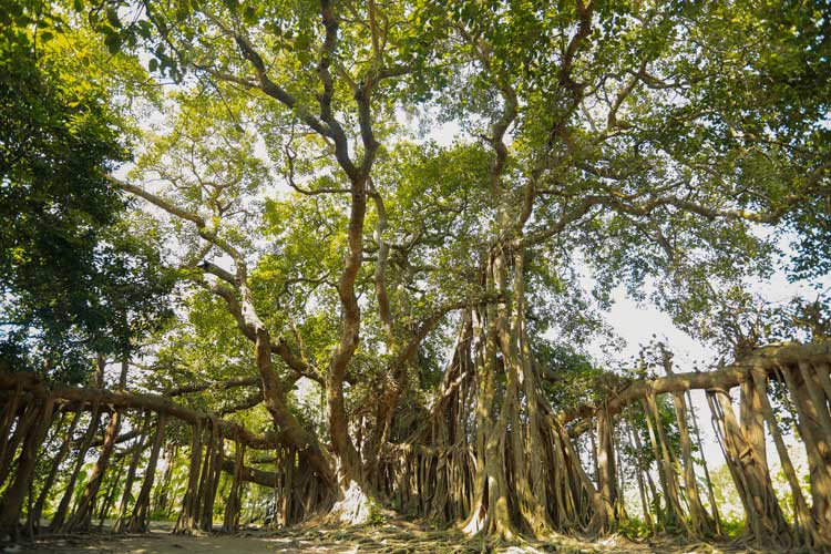 ficus, significato della pianta