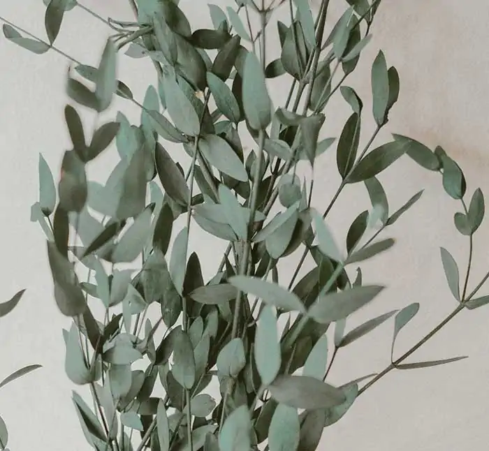 Anemoni presenti sul palco dell'Ariston a Sanremo 2026