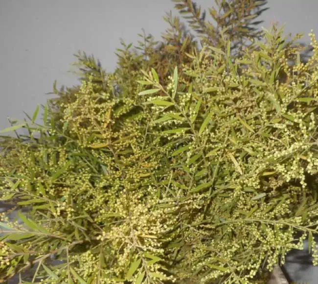 Anemoni presenti sul palco dell'Ariston a Sanremo 2026