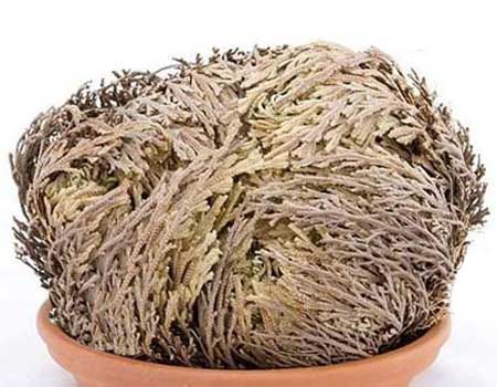 Rosa di Gerico secca