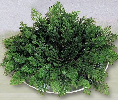 Rosa di Gerico secca