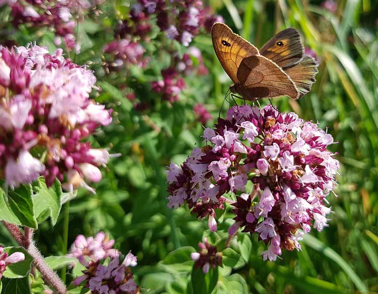 maggiorana, significato della pianta