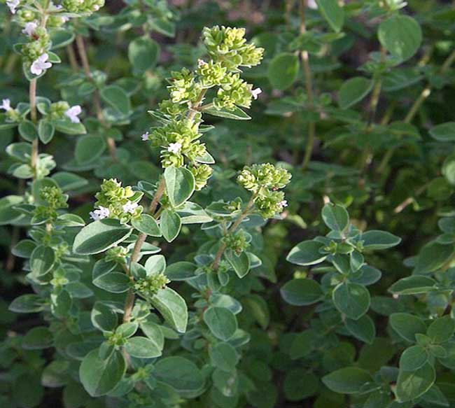 origano, significato della pianta