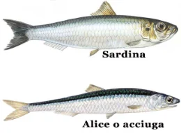 Cibi che migliorano la memoria e la concentrazione