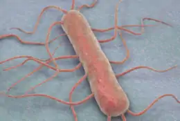 Listeria, il batterio che si annida nei cibi crudi