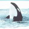 Un'orca uccide la sua addestratrice a Orlando, in Florida
