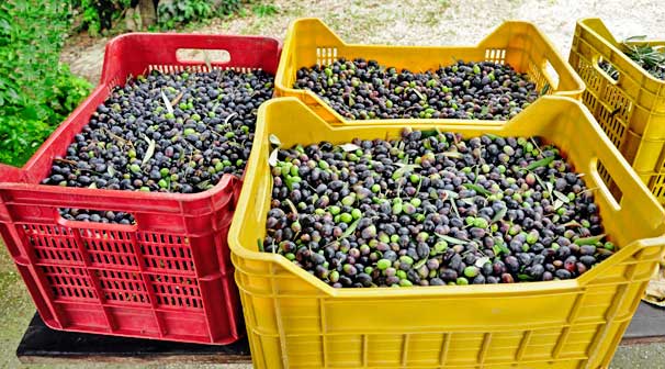 Stoccaggio olive oleificio