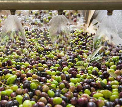 lavaggio olive oleificio