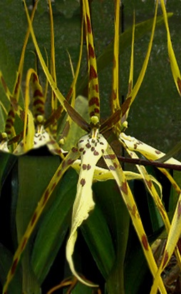 Brassia arcuigera Brassia arcuigera