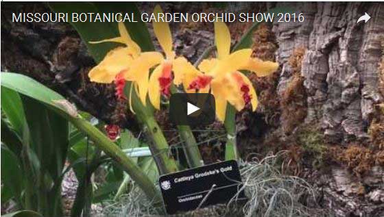 Video sulle orchidee